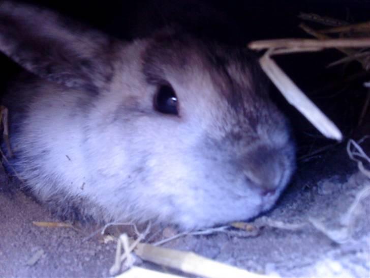 Kanin Lamboginni galardo<3 *; billede 4