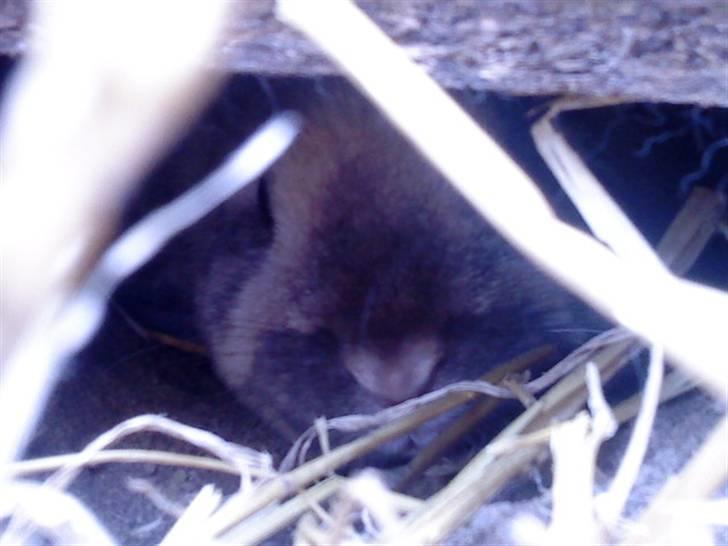 Kanin Lamboginni galardo<3 *; billede 5