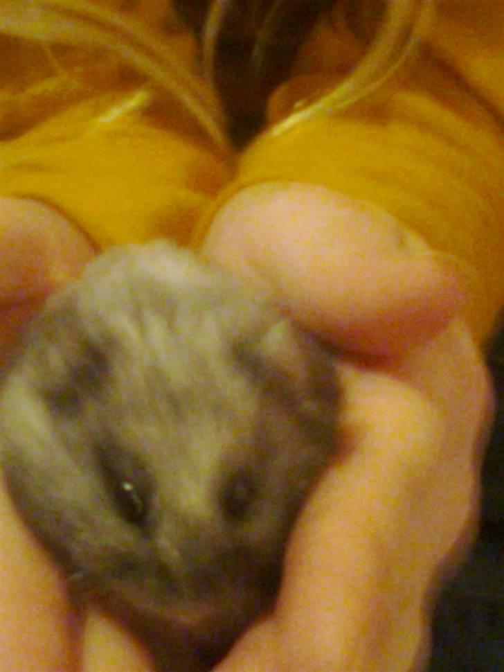 Dværghamster fie billede 1