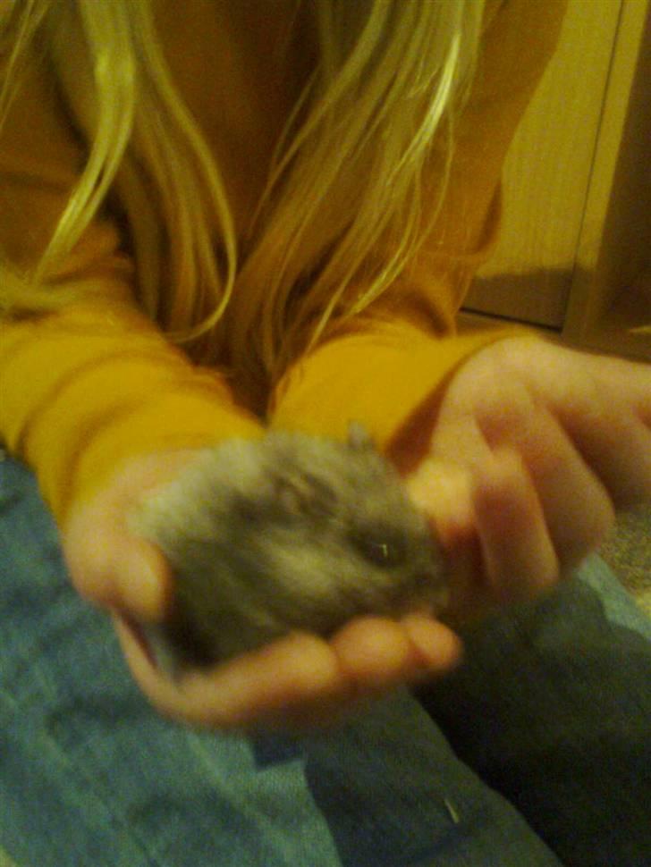 Dværghamster fie billede 2