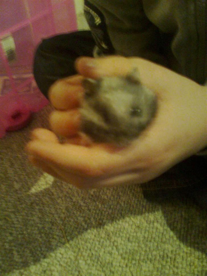 Dværghamster fie billede 3