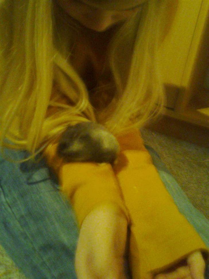 Dværghamster fie billede 4