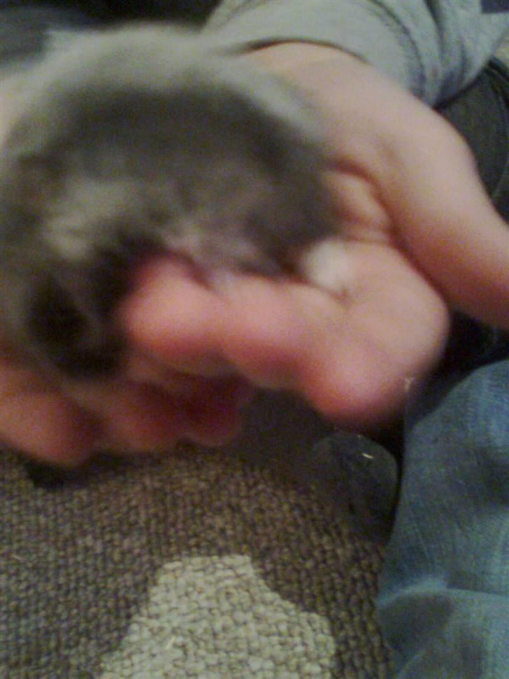 Dværghamster fie billede 5