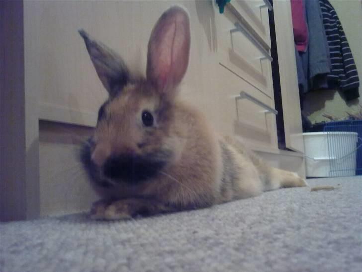 Kanin Juvel - Afslapning :) billede 1