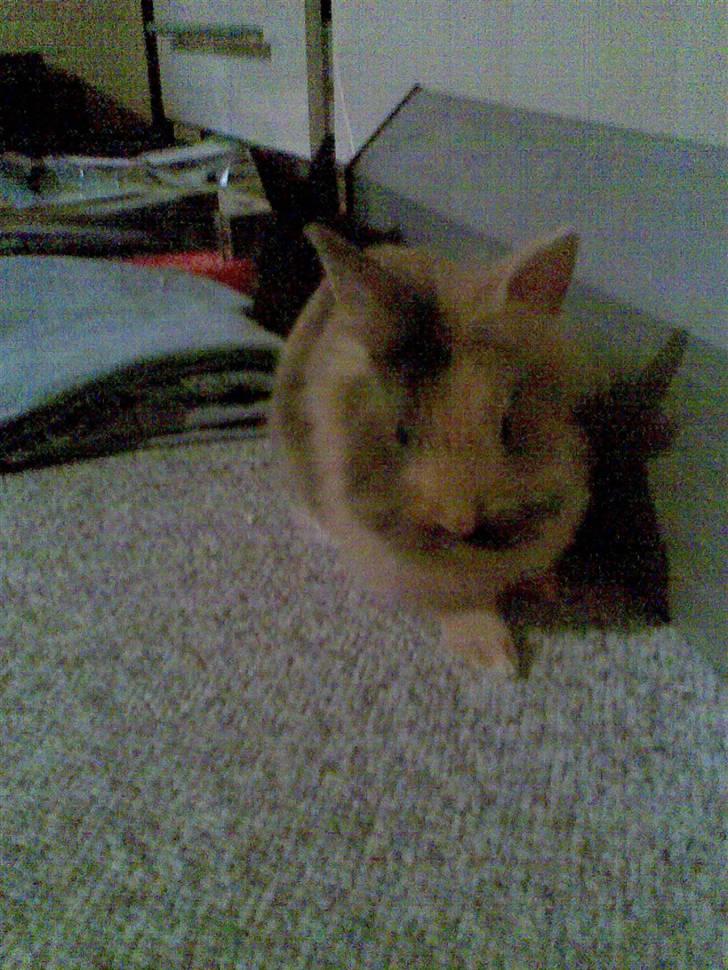 Kanin Juvel - Juvel som lille :) billede 2