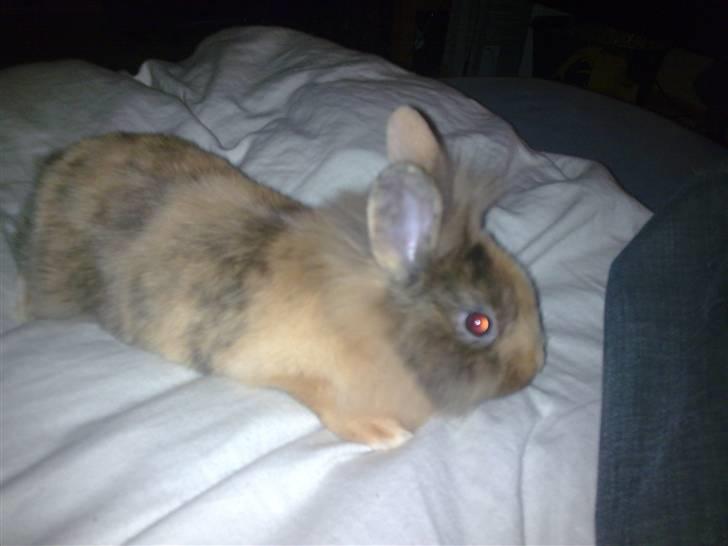 Kanin Juvel - Juvel som lille :) billede 3