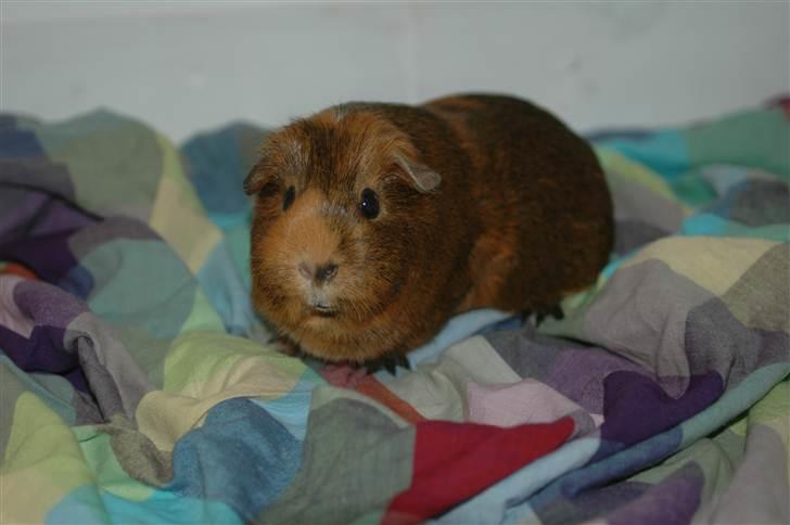 Marsvin Solsidens Lovely Lulu<3 billede 4