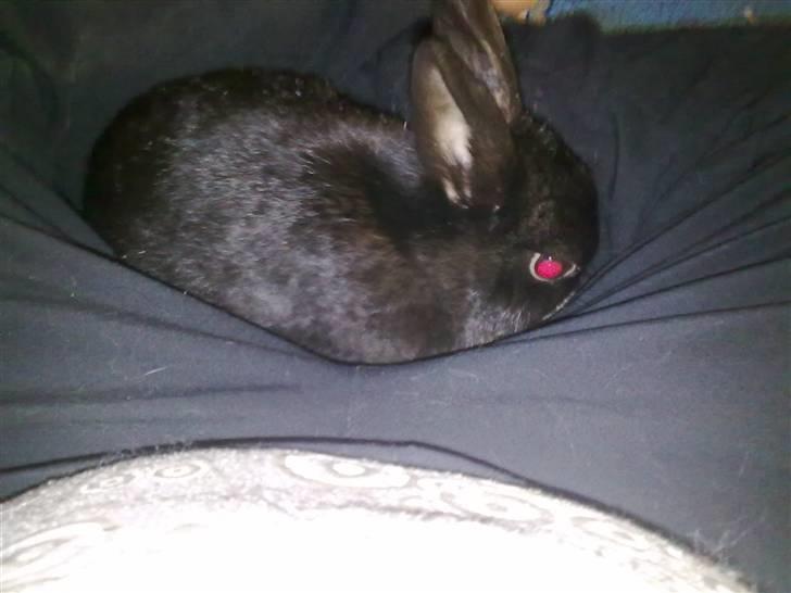 Kanin stampee - jeg putter mig rigtigt billede 3