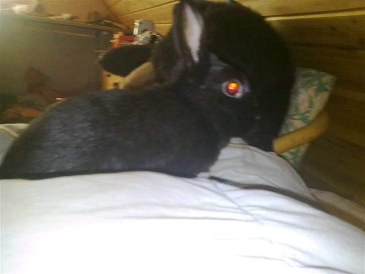 Kanin stampee billede 6