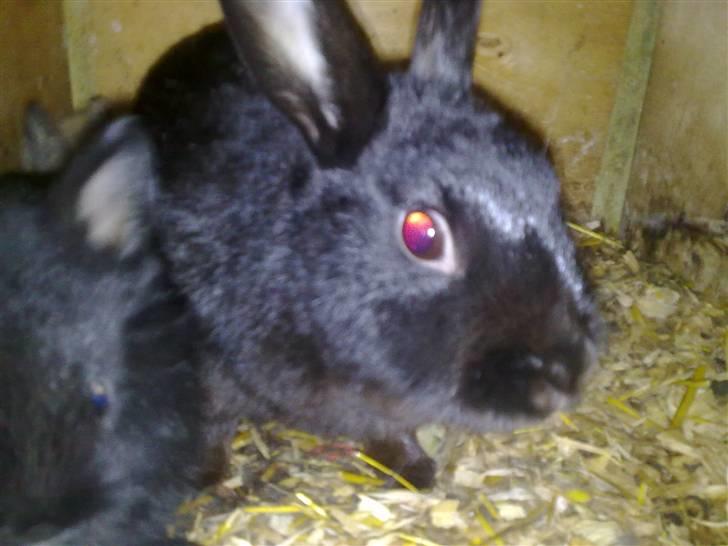 Kanin stampee - smukke mig billede 8