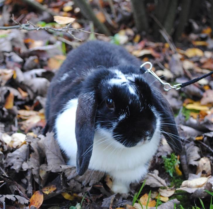 Kanin †Sjuske RIP d. 18 jan :'( - 5/ Så blev det efterår :) hende første efterårs-billede billede 5