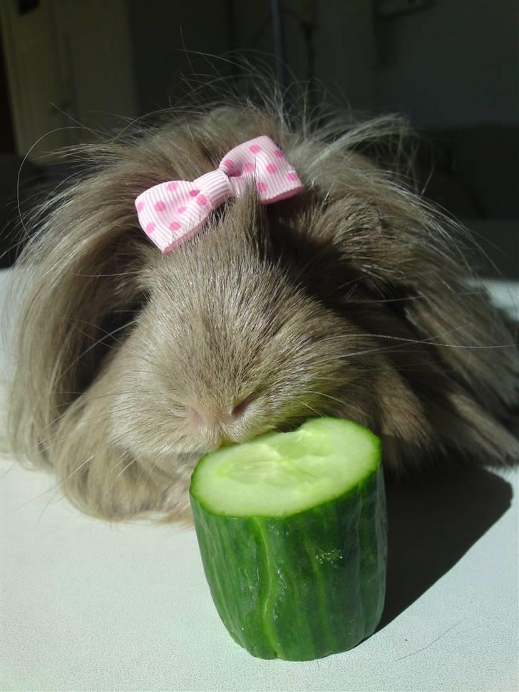 Marsvin prinsessen - så fik hun sin agurk, det er bare det bedste billede 8