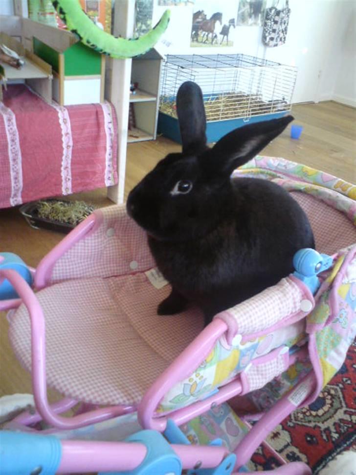 Kanin Mickey<3 - nuurh stakkels kanin :D baby kanin i barenevogn :P billede 7