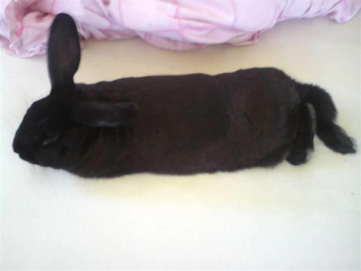 Kanin Mickey<3 - tager lige en slapper :P billede 8