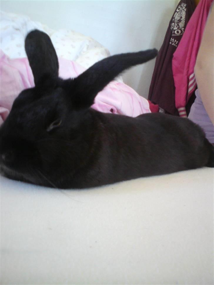 Kanin Mickey<3 - slapper af ;D billede 9