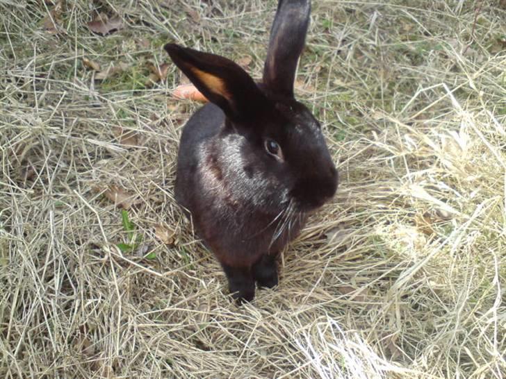 Kanin Mickey<3 - Mickey :) billede 10