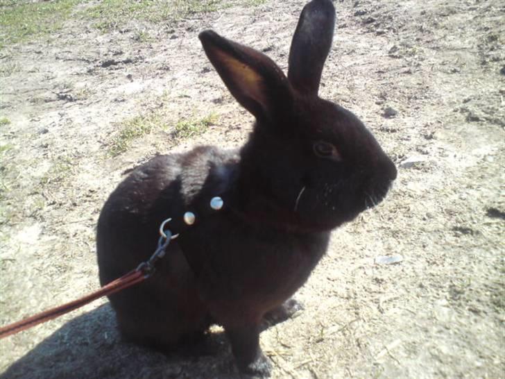 Kanin Mickey<3 - Mickey i sele :) billede 11