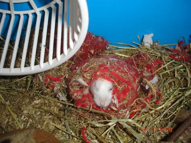 Hamster Sneboldt "HIMMEL HAMSTER" billede 6