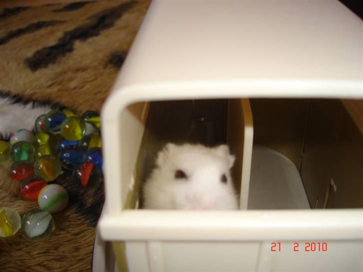 Hamster Sneboldt "HIMMEL HAMSTER" billede 7