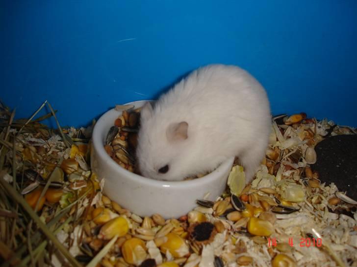 Hamster Sneboldt "HIMMEL HAMSTER" billede 8