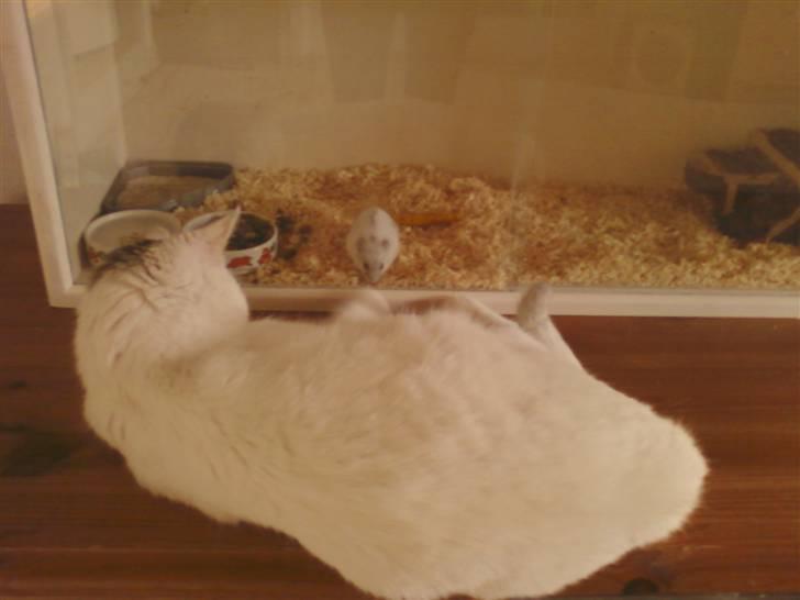 Dværghamster Ham Ham - D. 14/4-10 katten beunre hamham.  billede 7