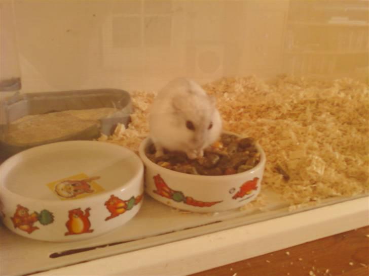 Dværghamster Ham Ham - D. 14/4-10  billede 8