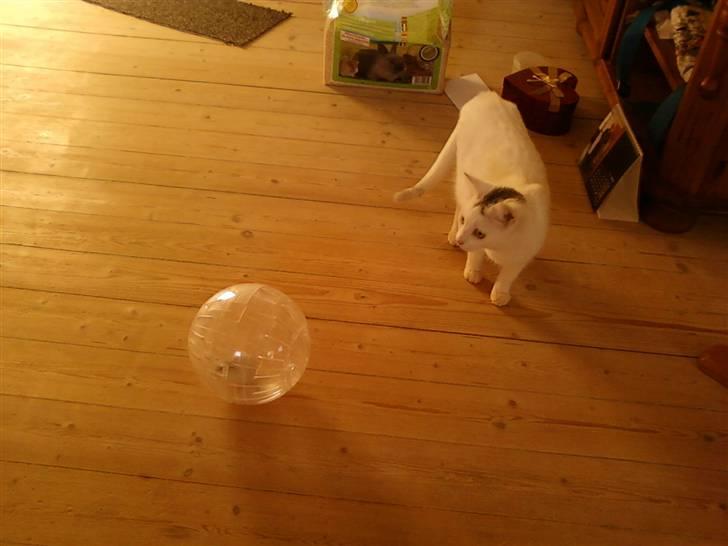 Dværghamster Ham Ham - D. 14/4-10 Katten beundre hamham i bowlen :) billede 9