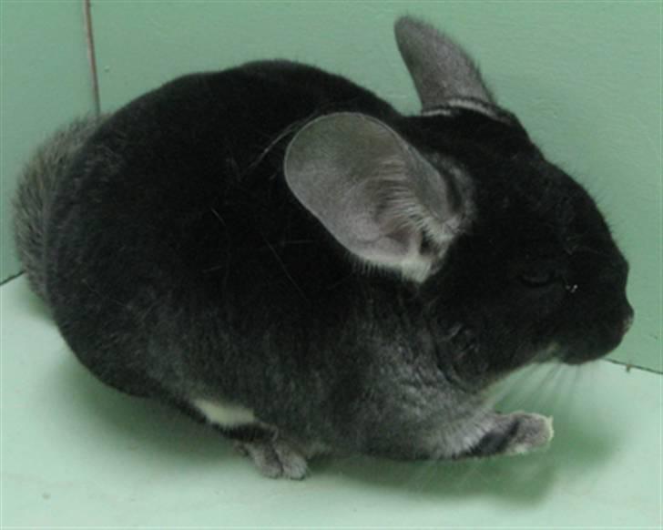 Chinchilla jumping jack - jumping jack billede 1