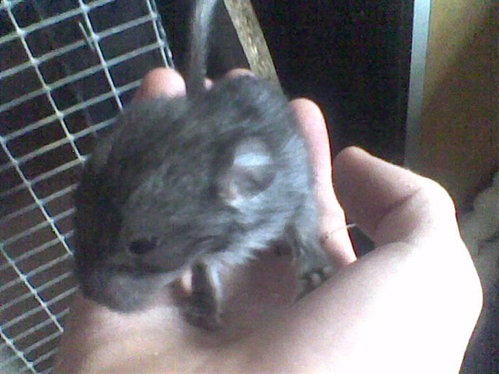 Chinchilla jumping jack - unge fra jumping jack  billede 2