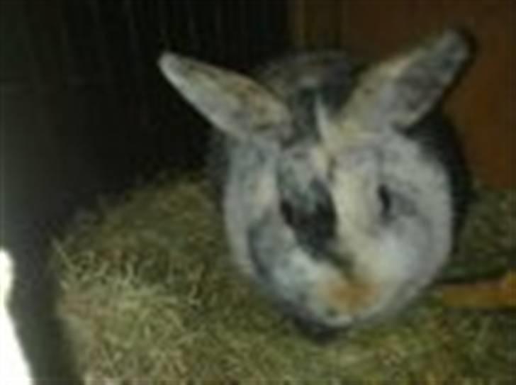 Kanin Mille RIP  - Mille lytter ;-) billede 8