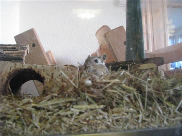 Ørkenrotte Trold billede 1