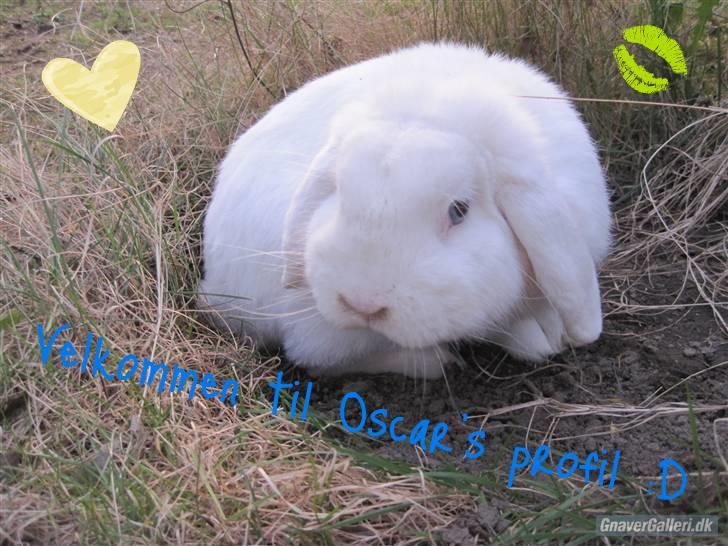 Kanin Oscar † - Velkommen til Oscar´s profil :D billede 1