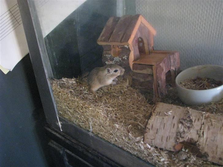 Ørkenrotte Trold billede 2