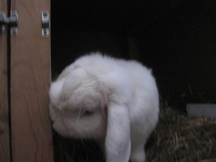 Kanin Oscar † - Inde i buret billede 2