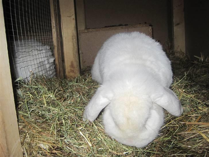 Kanin Oscar † - Hvor vil han da gerne ud :) billede 3