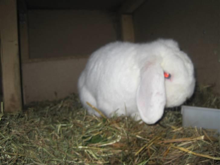 Kanin Oscar † - Ved godt at han ligner en albino men det er han ikke, billede 4