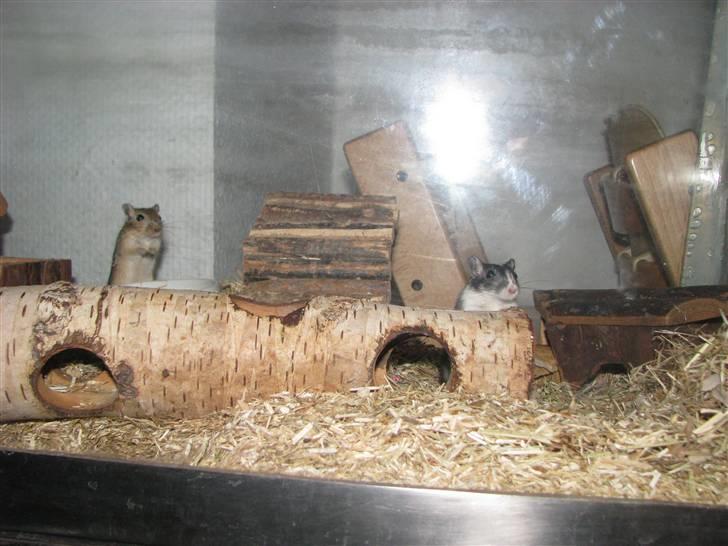 Ørkenrotte Trold billede 3