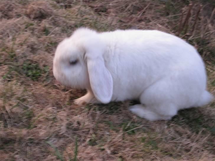 Kanin Oscar † billede 5