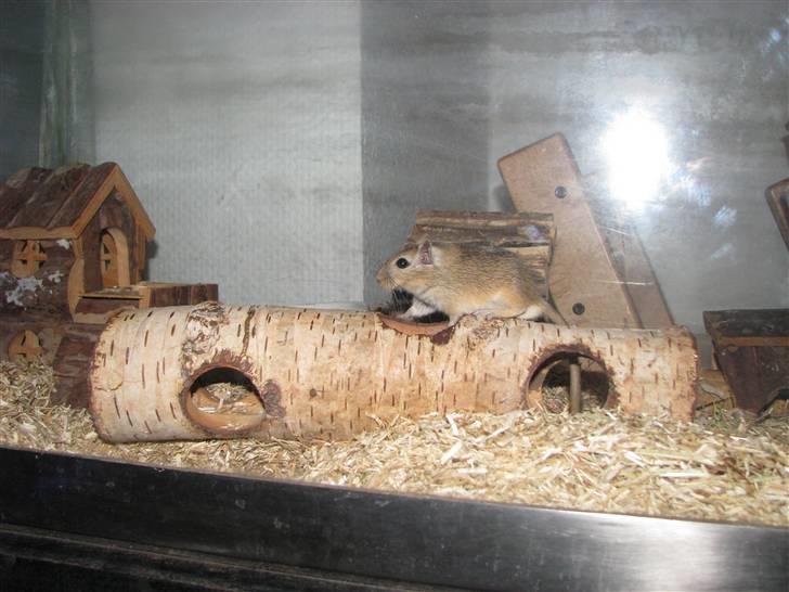 Ørkenrotte Trold billede 4