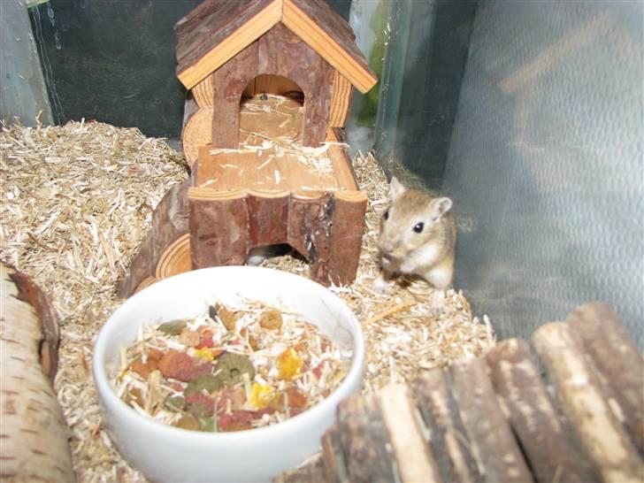 Ørkenrotte Trold billede 5