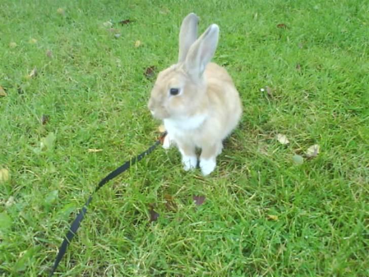 Kanin Nuga billede 1