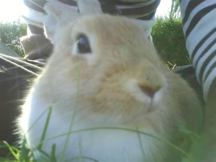 Kanin Nuga billede 2