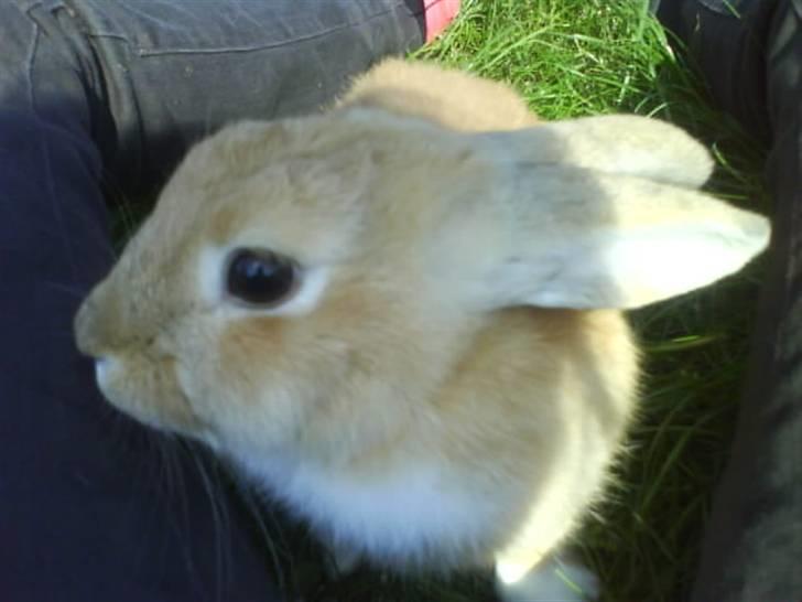 Kanin Nuga billede 3