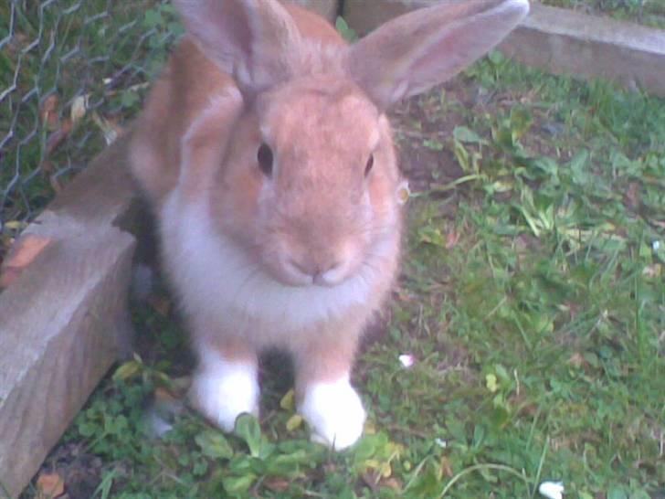 Kanin Nuga billede 4