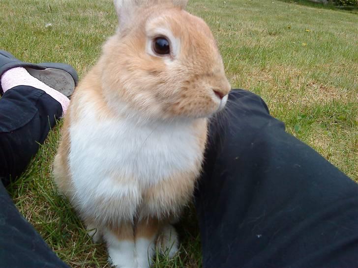 Kanin Nuga billede 5