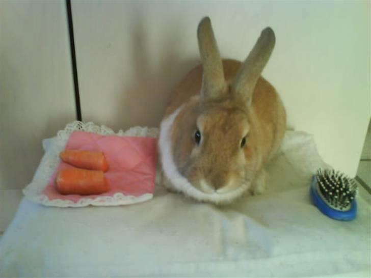 Kanin Nuga billede 6