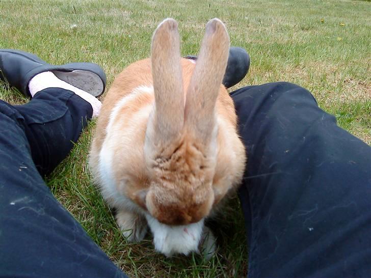 Kanin Nuga billede 7