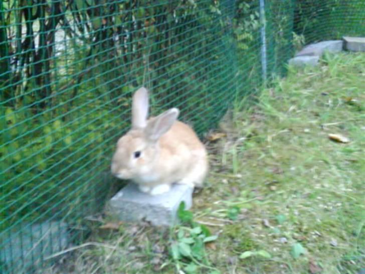 Kanin Nuga billede 8