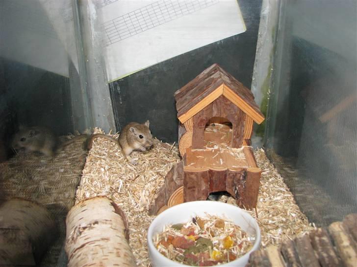 Ørkenrotte Trold billede 6