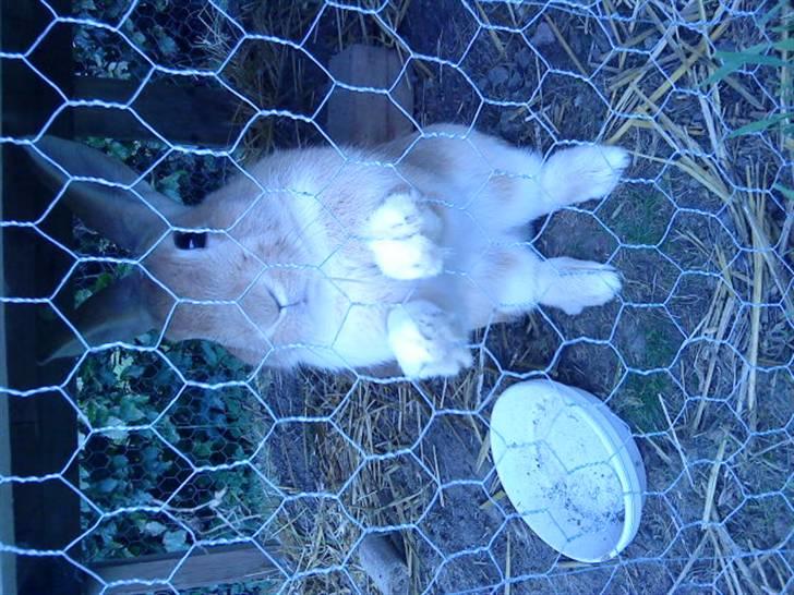 Kanin Nuga billede 9